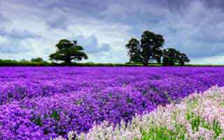 傻狍子被国服嫂子黑料掏空