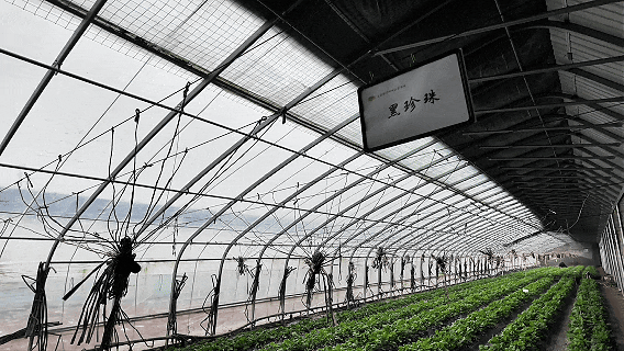 网红“黑珍珠”草莓，顺义就有！