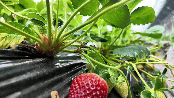 网红“黑珍珠”草莓，顺义就有！