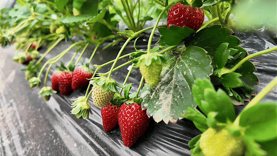 网红“黑珍珠”草莓，顺义就有！