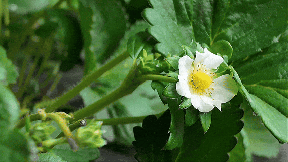 网红“黑珍珠”草莓，顺义就有！